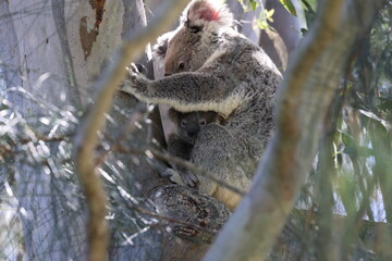 Obraz premium A wild Koala and its baby sitting in a tree Queensland Australia