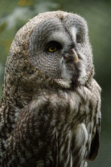 Great grey owl on branch