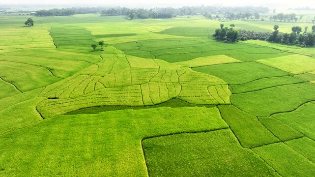Aerial view of vibrant green rice fields creating a beautiful patchwork quilt across the landscape, showcasing the agricultural heartland, Naogaon, Rajshahi Division, Bangladesh.