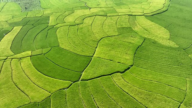 Aerial view of lush green agricultural land, showcasing vibrant fields and textures, creating a beautiful patchwork quilt of nature, Naogaon, Rajshahi Division, Bangladesh.