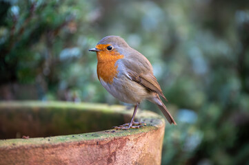 Rotkehlchen auf Futtersuche