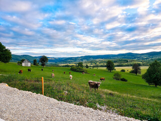 Cows grazing on wide green pastures surrounded by rolling hills and scattered trees. A calm rural scene with soft evening light, showcasing Montenegro’s peaceful countryside and farm life.