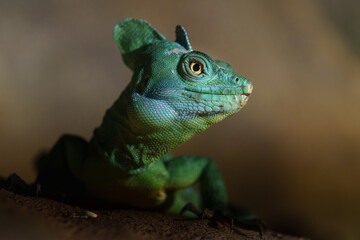Portrait of Green basilisk in terrarium