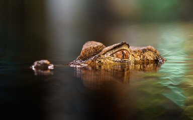 Cuvier's dwarf caiman in water