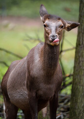 Portrait of Moose in zoo