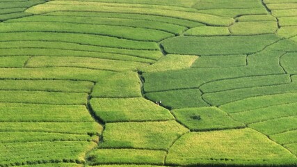 Aerial view of lush green rice paddy fields with varying shades and textures creating a beautiful agricultural landscape, Naogaon, Rajshahi Division, Bangladesh.