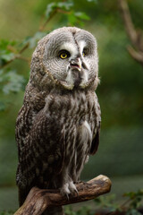 Great grey owl on branch