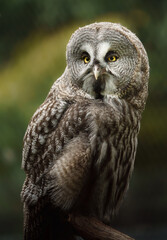 Great grey owl on branch