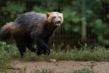 Portrait of Wolverine in zoo