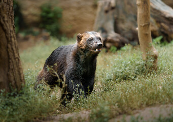 Portrait of Wolverine in zoo