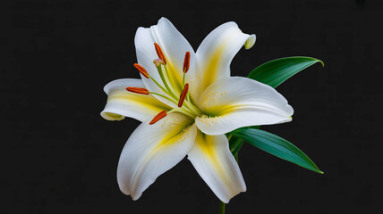 Fototapeta premium A high-quality photograph of a single white Oriental lily flower against a pure black background.