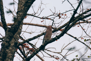Forest Jay amid bare branches