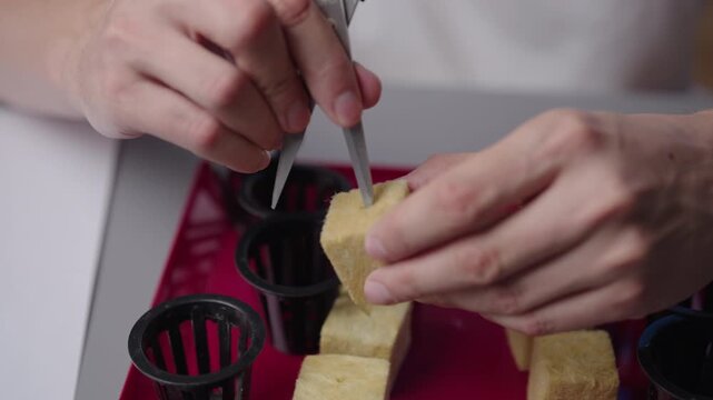 Close-up of unrecognizable man using scissors to prepare rockwool cubes and place seeds for germinating hydroponic plants, engaging in home gardening hobby. Concept of healthy sustainable cultivation.