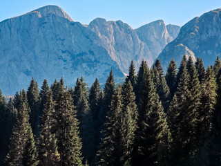 Majestic rocky peaks of Durmitor rising above a dense conifer forest. Dramatic mountain landscape under clear blue sky, showcasing the wild alpine nature of Montenegro.