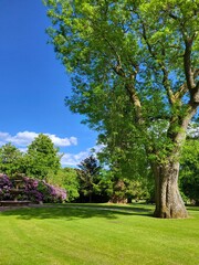 spring in the park