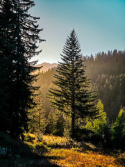 Sunset light shines through tall pine trees in a peaceful forest landscape. Warm golden tones illuminate the meadow and create a soft haze over the hills, highlighting the textures of woodland nature.