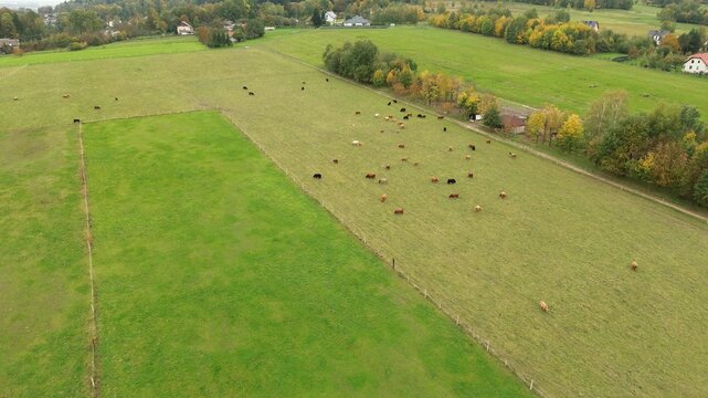 Herd of cows on green pasture.
