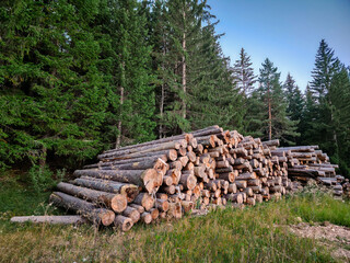 Pile of freshly cut logs stacked at the edge of a dense coniferous forest. Natural woodland scene with timber ready for processing. Rustic outdoor atmosphere with green trees and soft evening light.