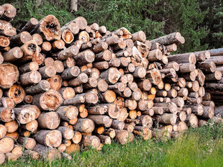 Pile of freshly cut logs stacked at the edge of a dense coniferous forest. Natural woodland scene with timber ready for processing. Rustic outdoor atmosphere with green trees and soft evening light.