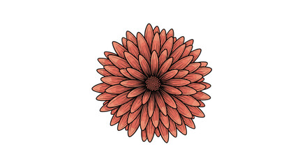 Close-up illustration of a single, detailed coral colored daisy or chrysanthemum flower with many petals.
