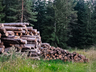 Pile of freshly cut logs stacked at the edge of a dense coniferous forest. Natural woodland scene with timber ready for processing. Rustic outdoor atmosphere with green trees and soft evening light.