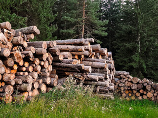 Pile of freshly cut logs stacked at the edge of a dense coniferous forest. Natural woodland scene with timber ready for processing. Rustic outdoor atmosphere with green trees and soft evening light.