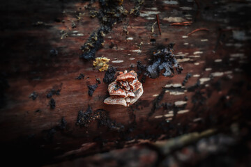 Setas que aparecen en el otoño