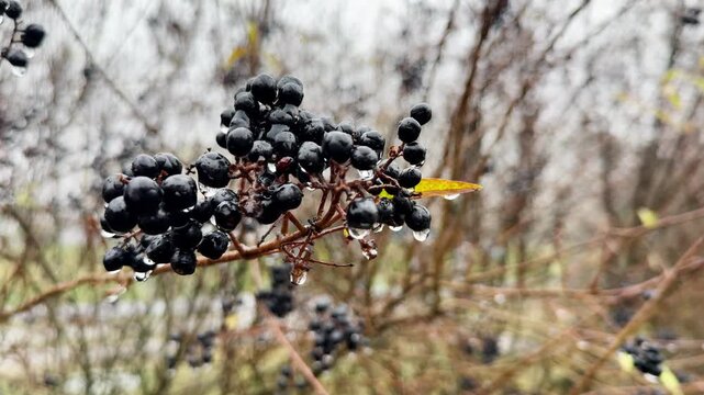 Ripe black elderberries (Sambucus nigra) covered with fresh rain droplets hanging on a bush. Close-up of wet dark berries and green leaves after rainfall. Natural forest vegetation, autumn mood