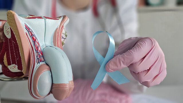 Medical professional demonstrates male reproductive system model while holding blue ribbon for awareness campaign concept - Powered by Adobe