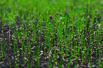 Obraz premium Young lawn grass has sprouted. Selective focus.