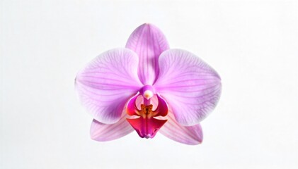 Fototapeta premium Single vibrant orchid bursting with new opportunity A single, strikingly vibrant orchid in perfect bloom, showcasing its intricate petal structure and rich color. The composition is minimalist and