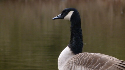 Obraz premium Canada goose