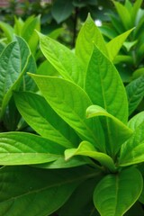 Abstract macro of layered green leaves, dappled light, organic texture, shallow focus Artistic macro photograph of multiple overlapping, deep green leaves. Dappled sunlight filters through, creating