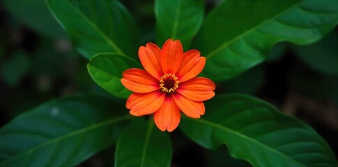 Vibrant Tropical Flower Blooming Amidst Green Rainforest Leaves and Lush Undergrowth A single, strikingly vibrant tropical flower in full bloom. Its colorful petals stand out against a backdrop of