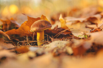 Mushroom picking in the forest. Selective focus.