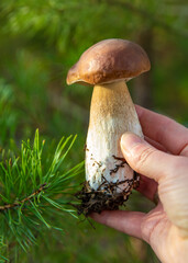 Mushroom picking in the forest. Selective focus.