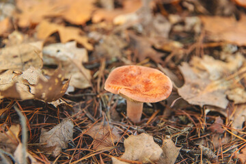 Mushroom picking in the forest. Selective focus.