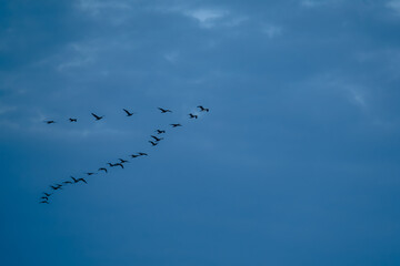 Migration in motion: birds heading to the horizon
