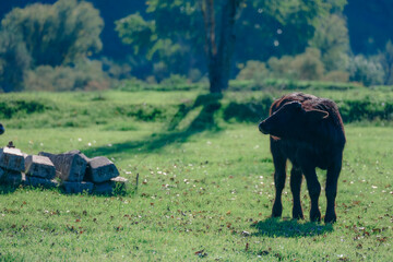 A young buffalo in a sunlit pasture