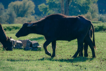 Pasture in sunlight: buffaloes in their natural habitat