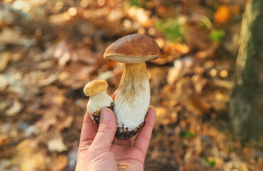Mushroom picking in the forest. Selective focus.