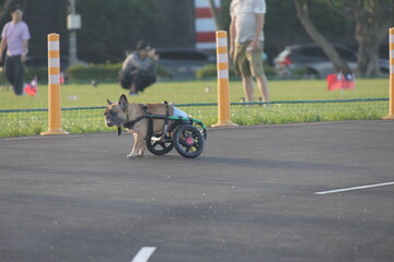 Taipei, Taiwan - November 15 2025 - A disabled French Bulldog wearing a diaper walking on the road using a custom wheelchair for hind leg support.