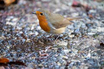 Rotkehlchen auf Futtersuche