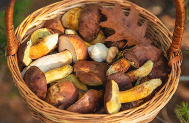 Mushroom picking in the forest. Selective focus.