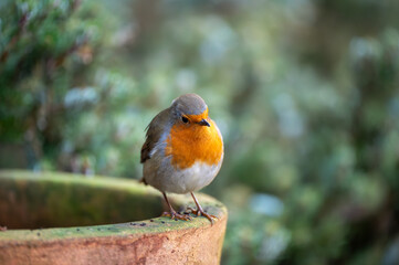 Rotkehlchen auf Futtersuche