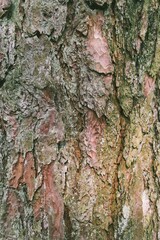 Nature background with rough tree bark texture