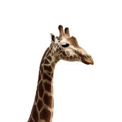 Obraz premium Giraffe head and neck looking right with transparent background