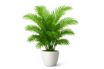 Areca palm houseplant in white pot, providing fresh green foliage for modern interior decor, transparent background
