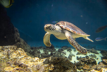 Obraz premium 優雅に泳ぐウミガメ