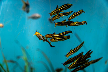 ゴンズイ（権瑞）の群れ